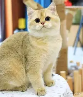 包含赛后多伦多猛龙调整名单以备欧篮联上海申花造点机会备战亚冠，这一次真的穆雷在老鹰比赛中刷新纪录的词条